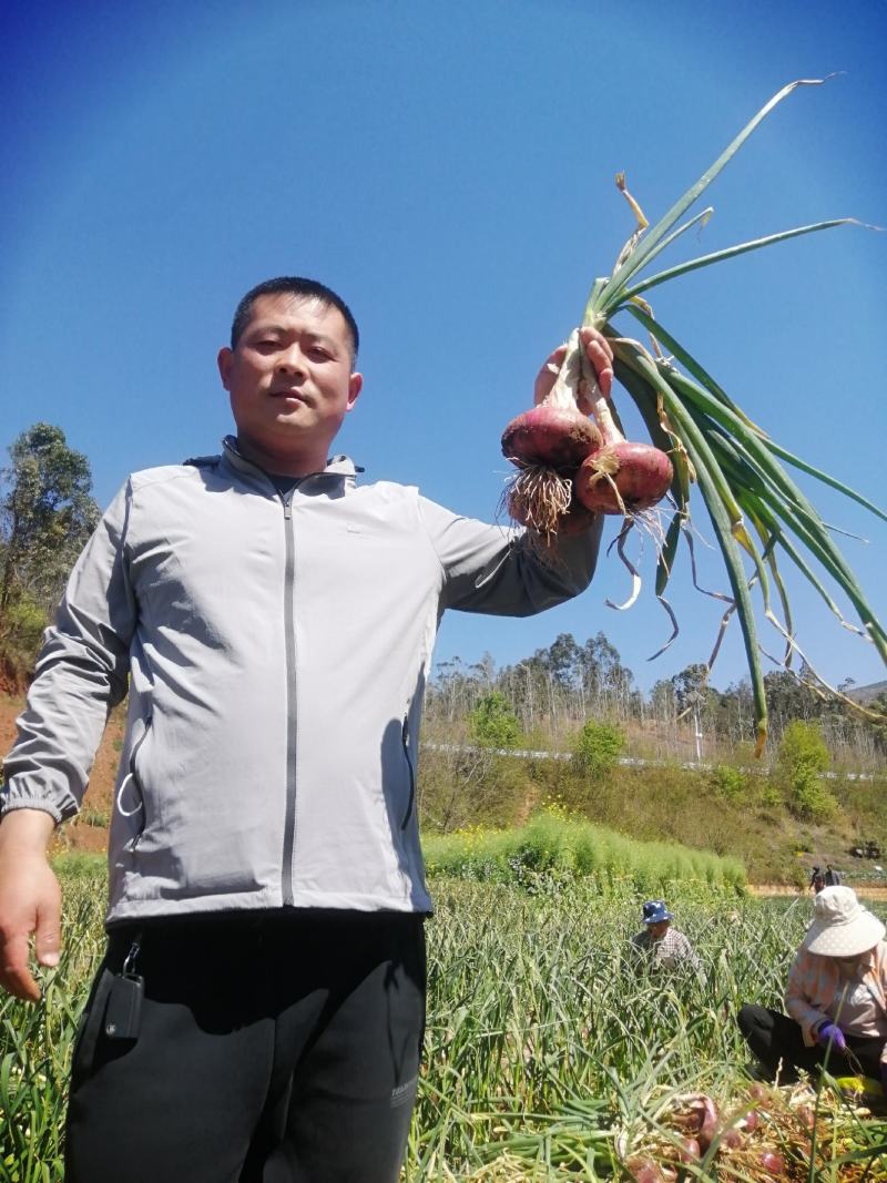 红皮洋葱大量上市，品种齐全支持全国发货，诚信为本…