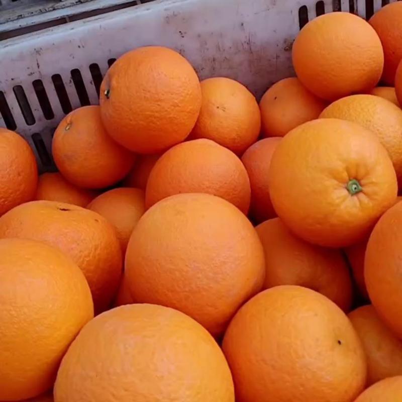 湖北秭归橙子中华红橙，伦晚橙子大量上市，果肉细腻多汁纯甜