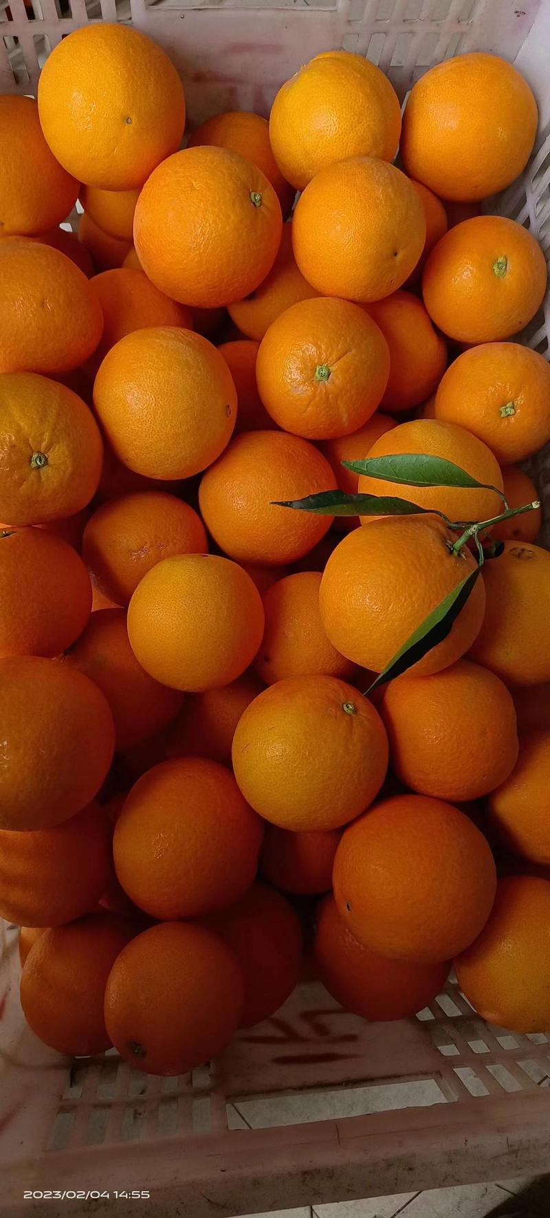 湖北秭归橙子中华红橙，伦晚橙子大量上市，果肉细腻多汁纯甜
