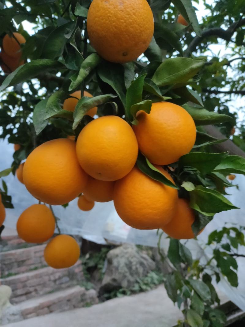 四川青见柑桔，酸甜适口，水分足，个大饱满，欢迎品尝。