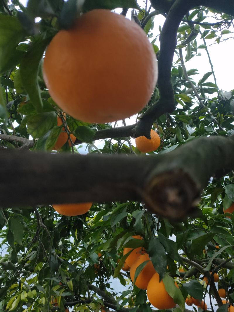 四川青见柑桔，酸甜适口，水分足，个大饱满，欢迎品尝。
