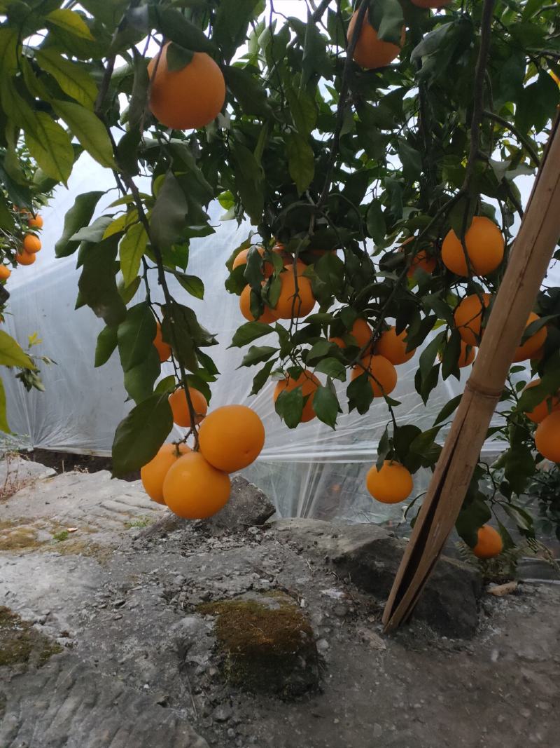 四川青见柑桔，酸甜适口，水分足，个大饱满，欢迎品尝。