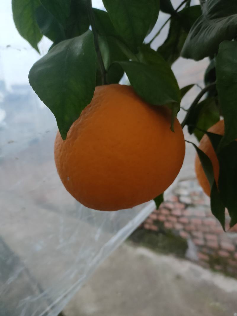 四川青见柑桔，酸甜适口，水分足，个大饱满，欢迎品尝。