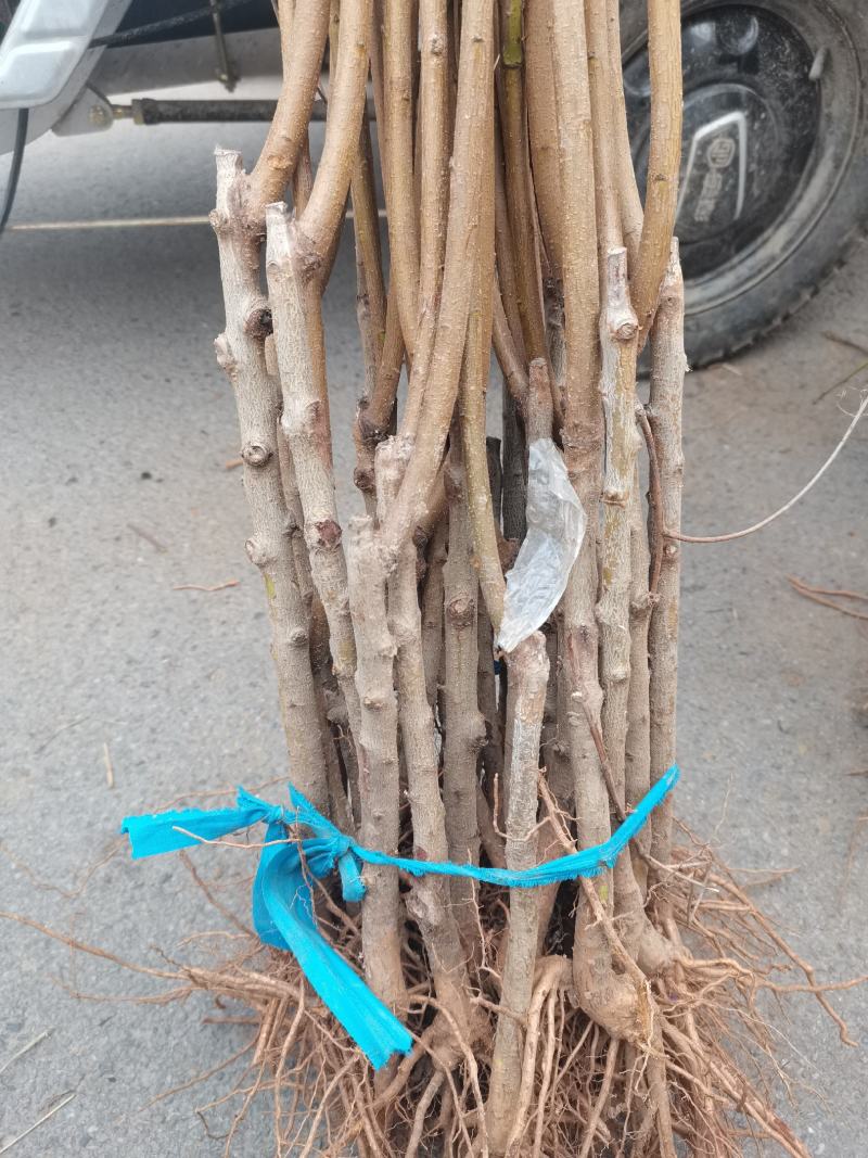 黄桃树苗毛桃树苗油桃树苗现货需要联系我