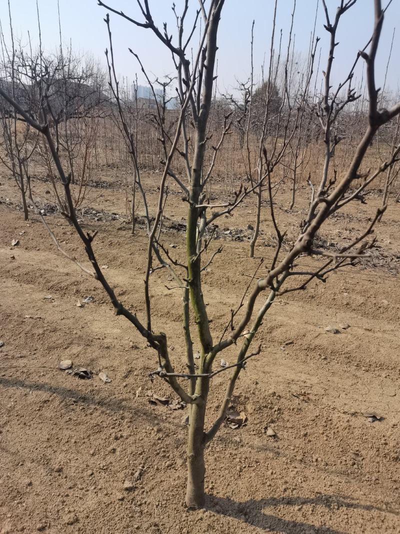 梨树.占地梨树.皇梨树.打土球翠冠梨树酥梨树