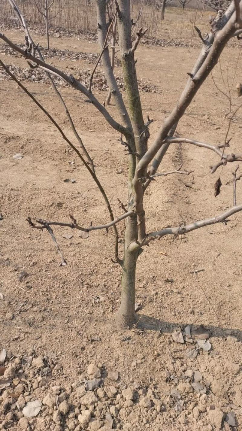 梨树.占地梨树.皇梨树.打土球翠冠梨树酥梨树