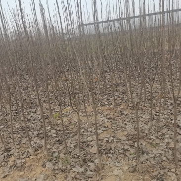 梨树苗酥梨树苗皇冠梨树苗翠冠梨翠玉梨树苗