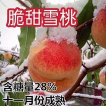 晚熟冬桃苗新品种107雪里红傲雪现挖现发包成活包结果