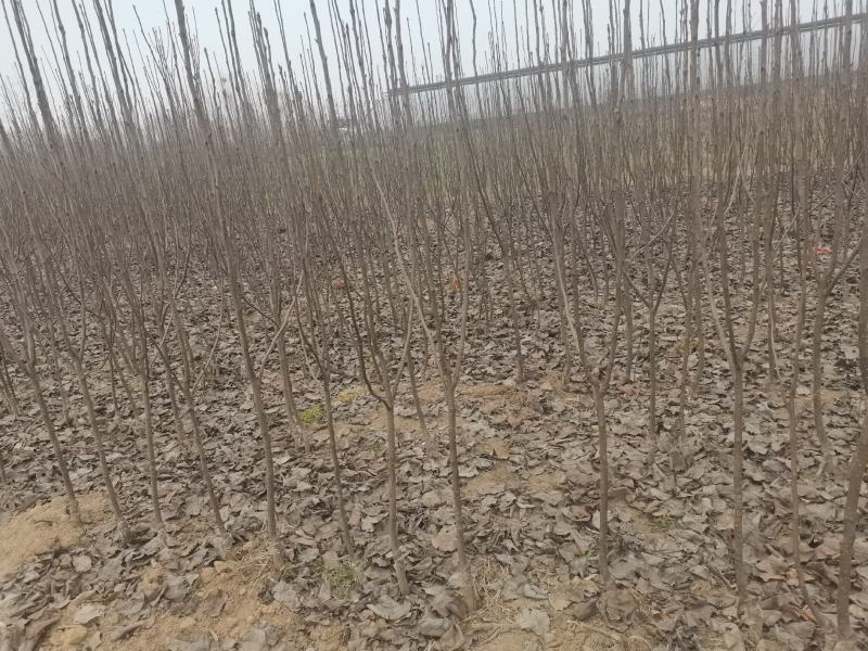 梨树苗酥梨树苗皇冠梨树苗翠冠梨翠玉梨树苗
