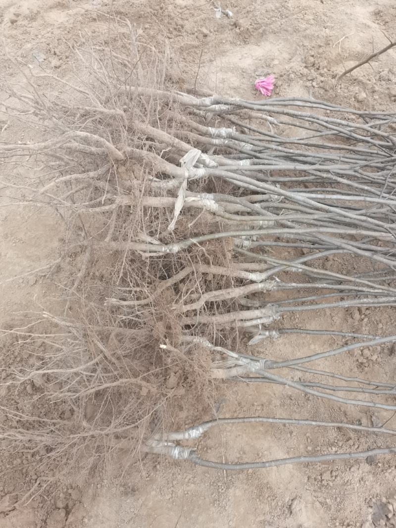 梨树苗酥梨树苗皇冠梨树苗翠冠梨翠玉梨树苗