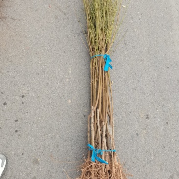 桃树桃树品种桃树砀山县桃树占地桃树