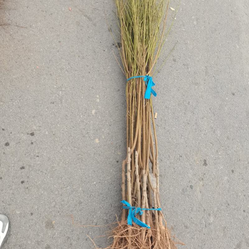 桃树桃树品种桃树砀山县桃树占地桃树