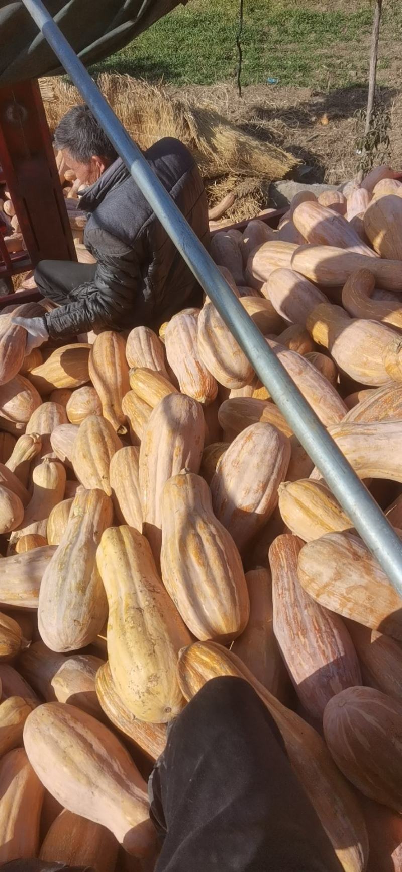 金韩蜜本南瓜老南瓜电商食堂小南瓜加工厂养殖大南瓜