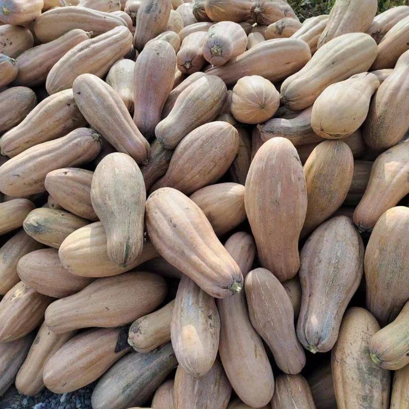 金韩蜜本南瓜老南瓜电商食堂小南瓜加工厂养殖大南瓜