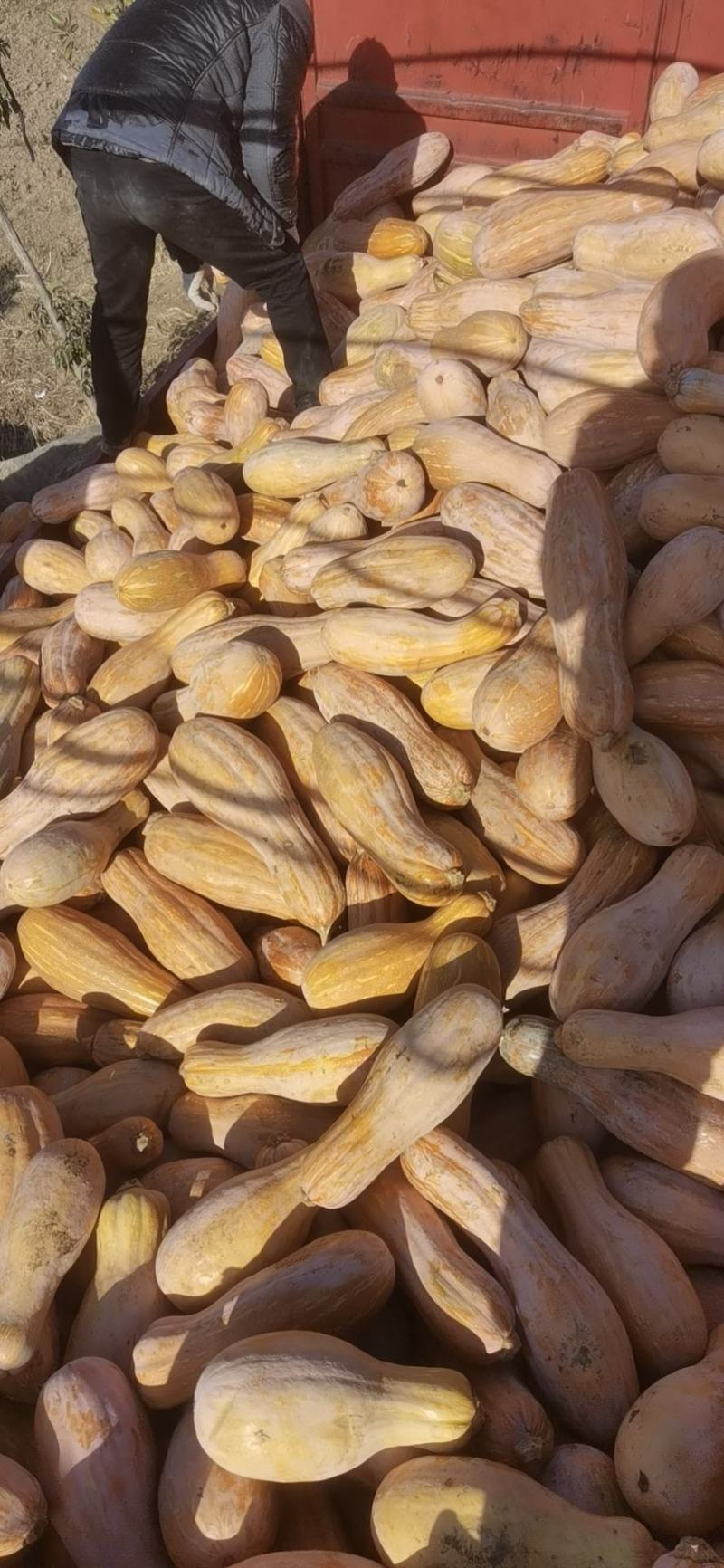 金韩蜜本南瓜老南瓜电商食堂小南瓜加工厂养殖大南瓜