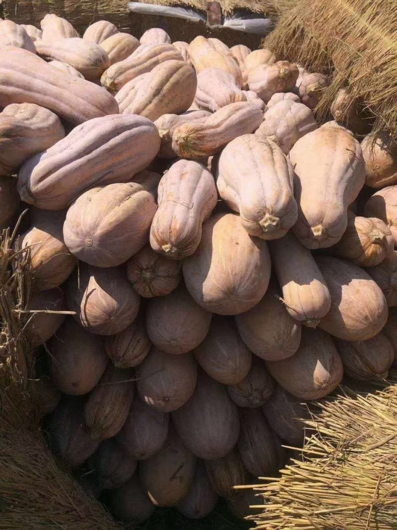 金韩蜜本南瓜老南瓜电商食堂小南瓜加工厂养殖大南瓜