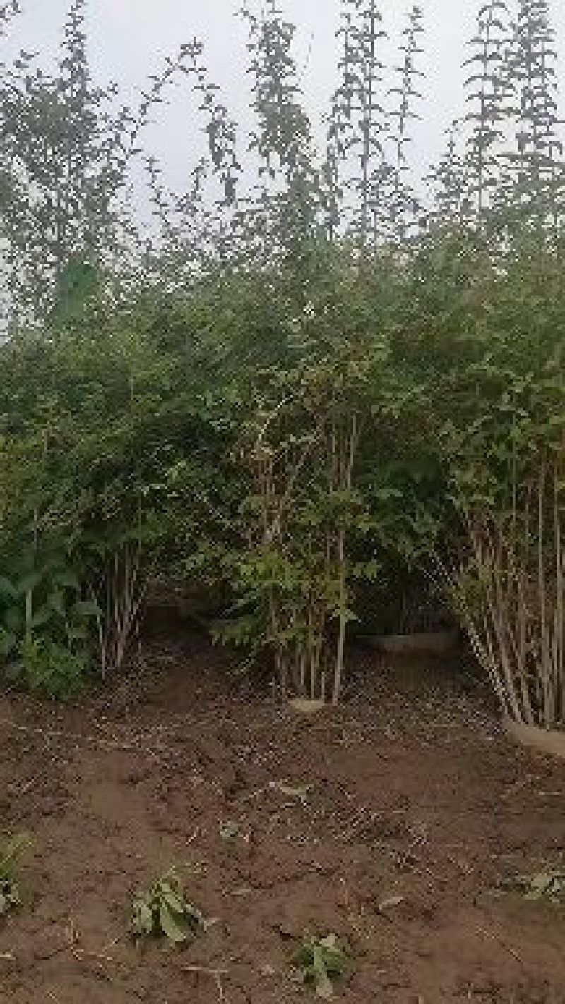 猥实