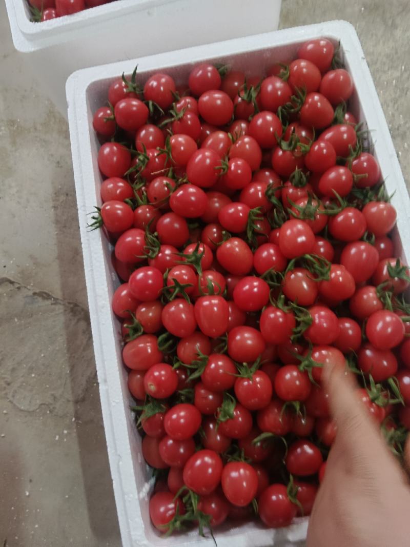 优质圣女果贝贝，口感特甜有要货的联系我。