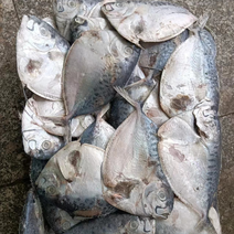干冻饲料鱼皮刀鱼3-4条一斤净重18斤毛重19斤多一袋