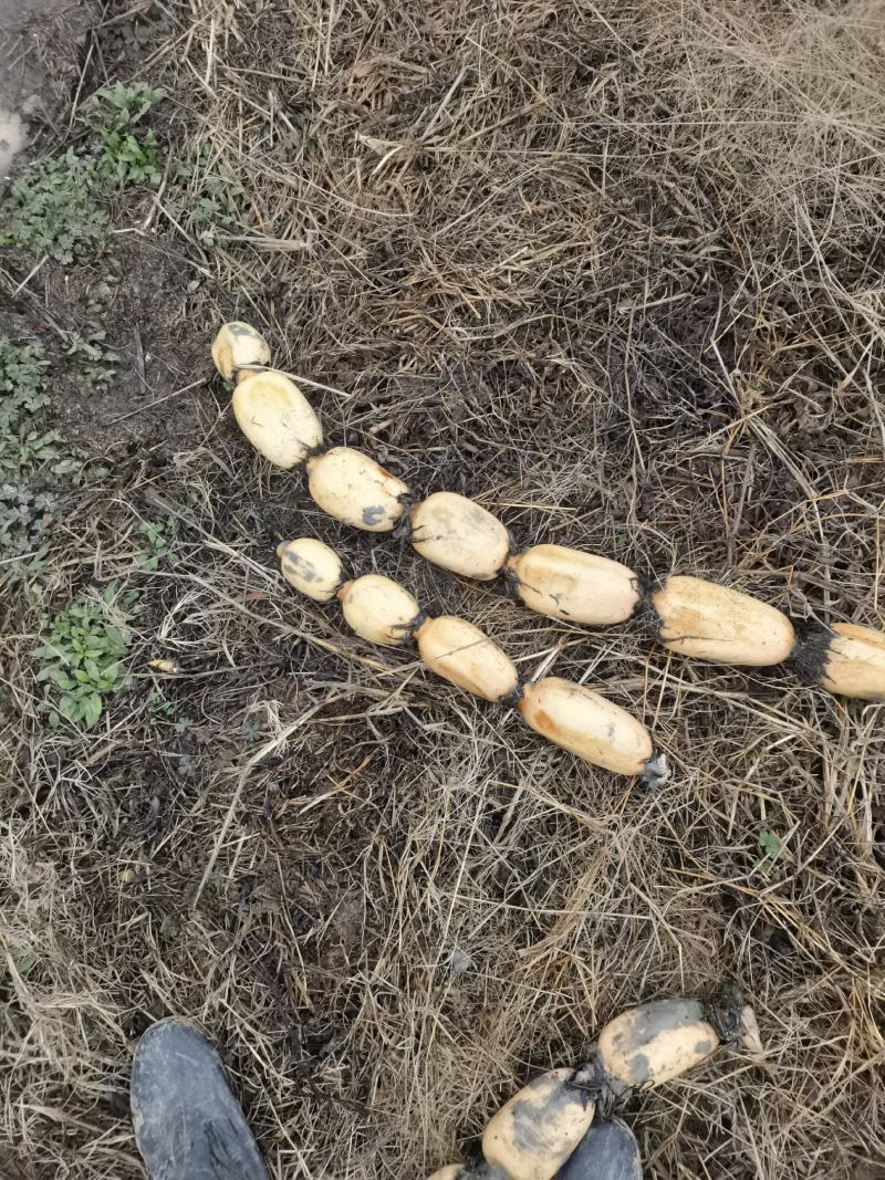 精品莲藕现货大量供应，一手货源，可视频看货