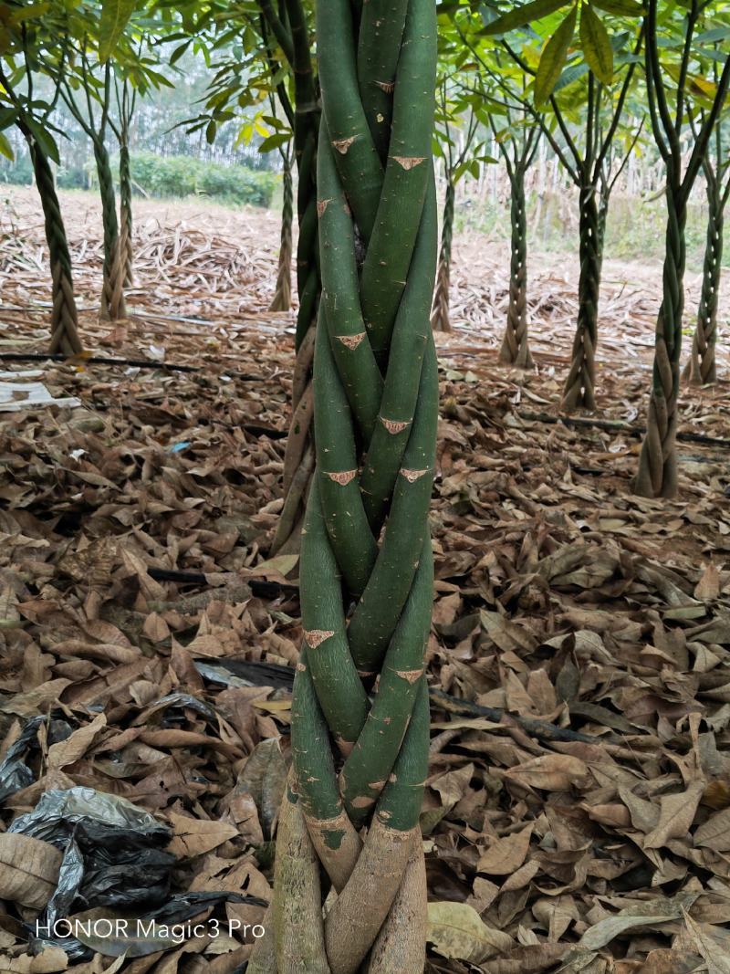 发财树发财树苗有五边发财树销售可视频看
