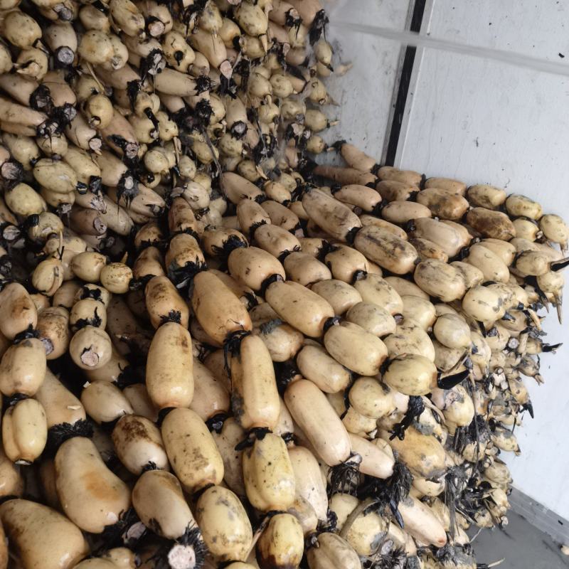 精品莲藕现货大量供应，一手货源，可视频看货