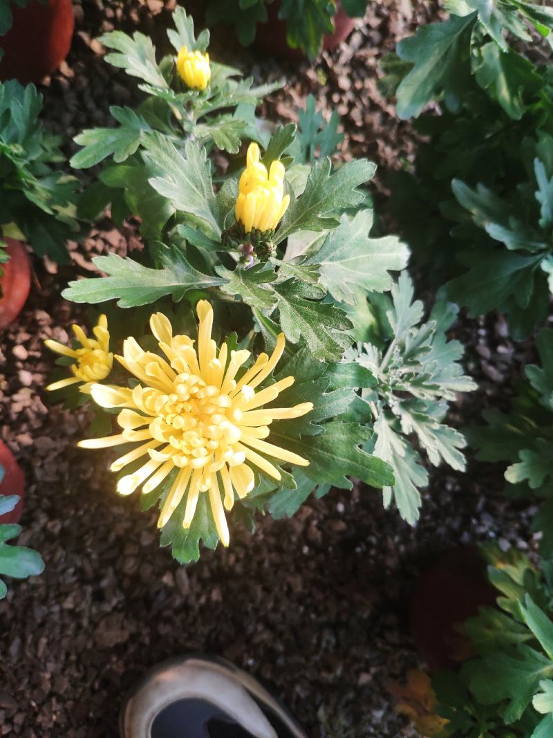 荷兰菊