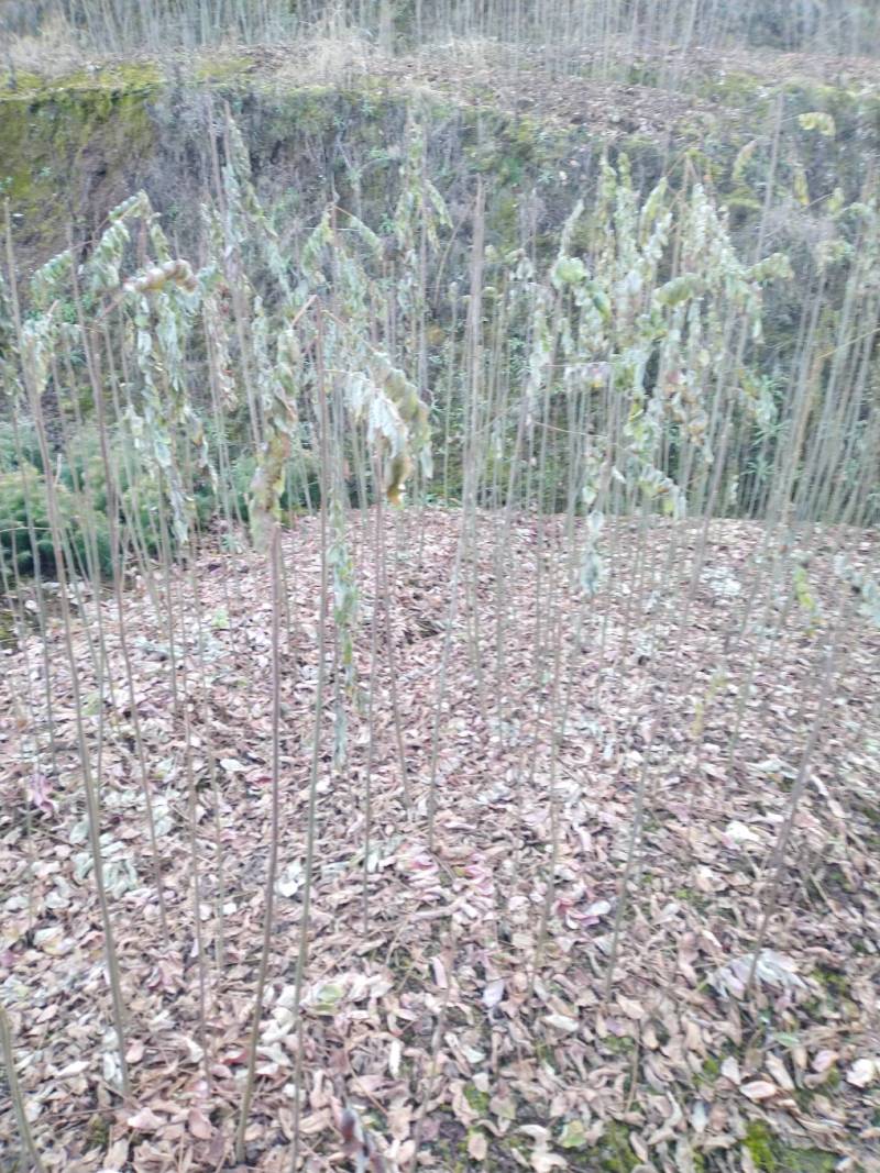盐肤木/五倍子/一年生倍子树苗，属于经济药材种苗，