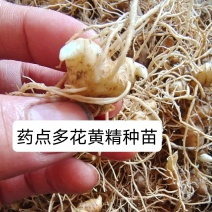 大量姜形多花黄精种苗批发，品种纯正，国家2020版药点品