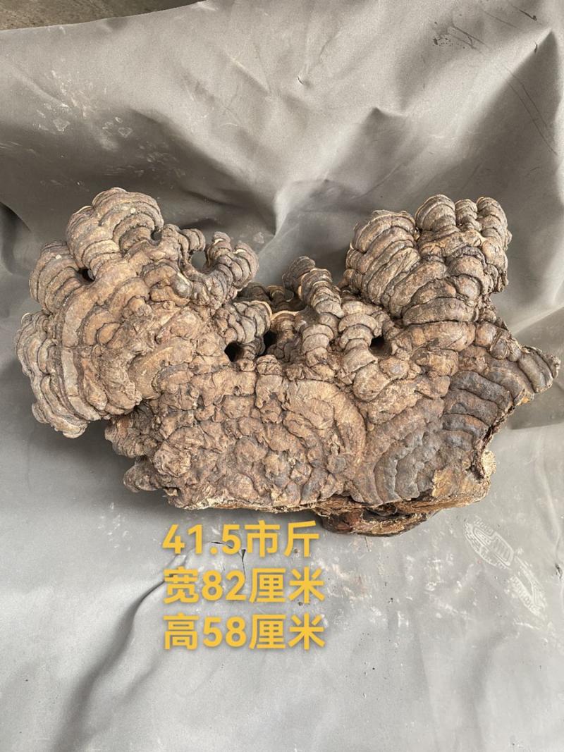 包邮野生灵芝红缘木灵芝木青灵芝无柄灵芝新货口感好香味浓郁