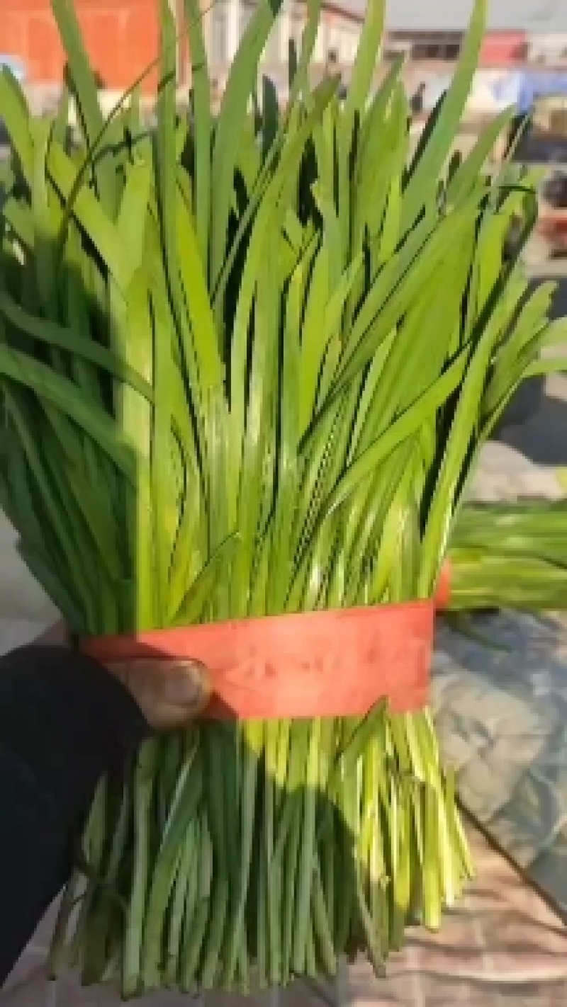 昌黎优质二茌韭菜质量有保证，根粗叶绿耐运输！
