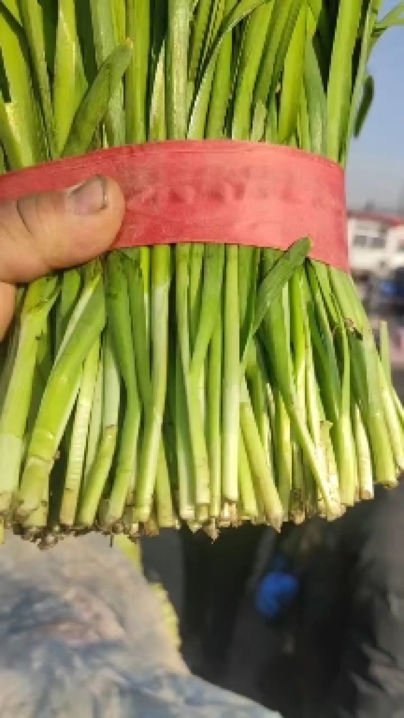 昌黎优质二茌韭菜质量有保证，根粗叶绿耐运输！