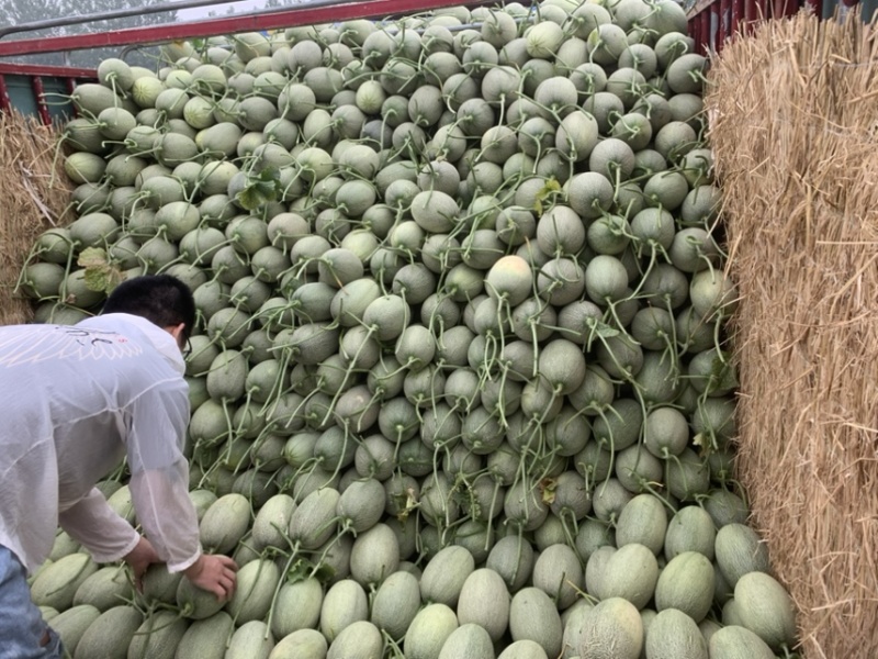 【优选】小蜜25号量大供应一手货源对接电商档口超市