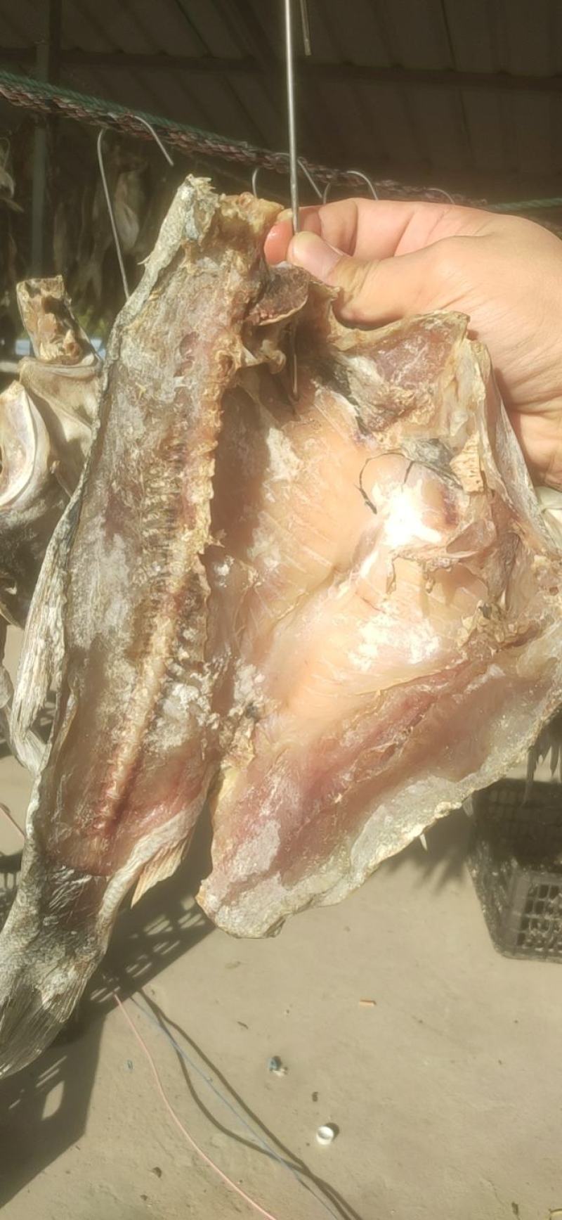 风干鱼腊鱼白鲢咸鱼块