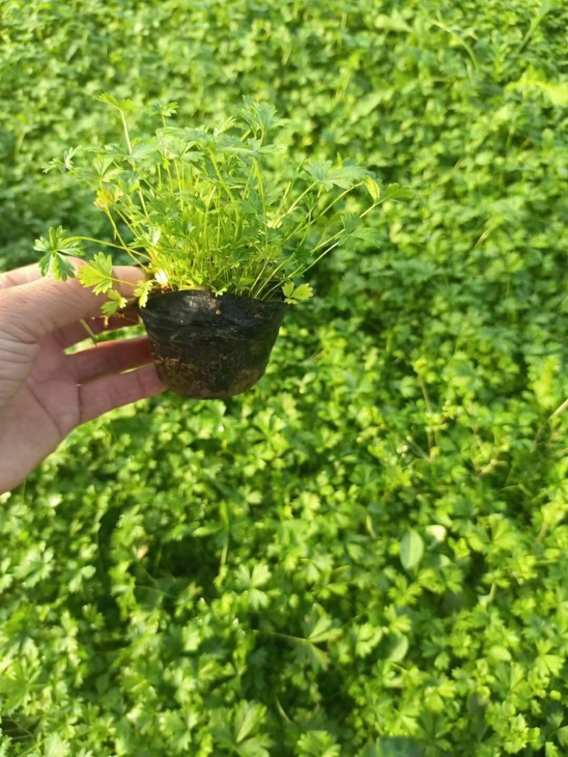 五叶委陵菜