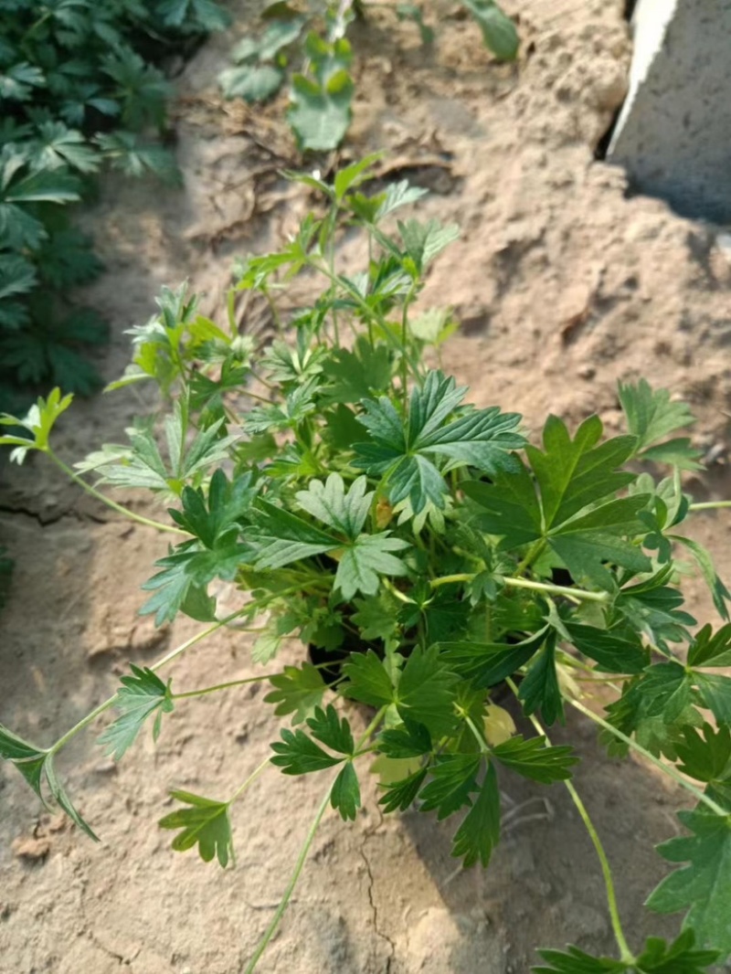 五叶委陵菜