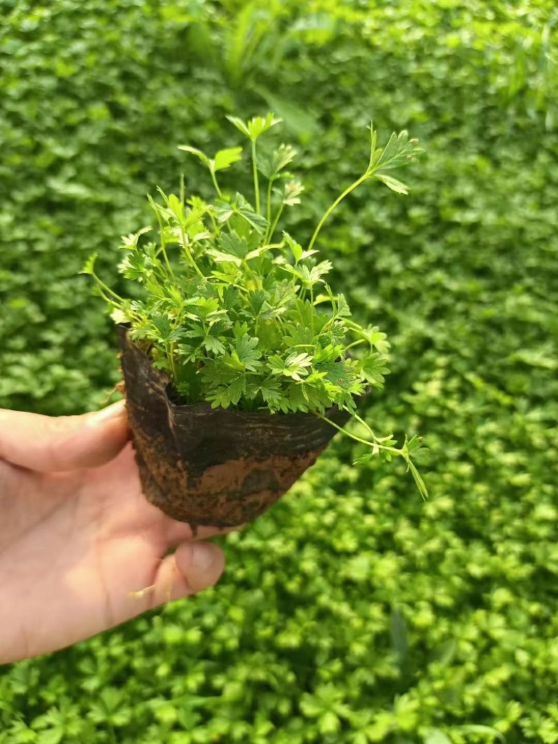 五叶委陵菜