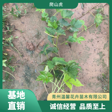 爬山虎