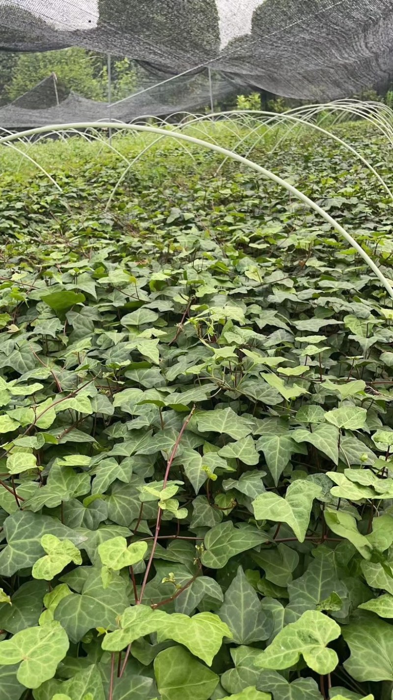 爬山虎
