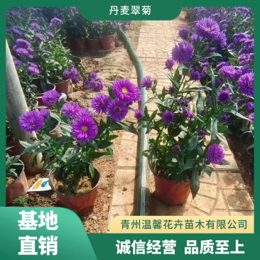 丹麦翠菊