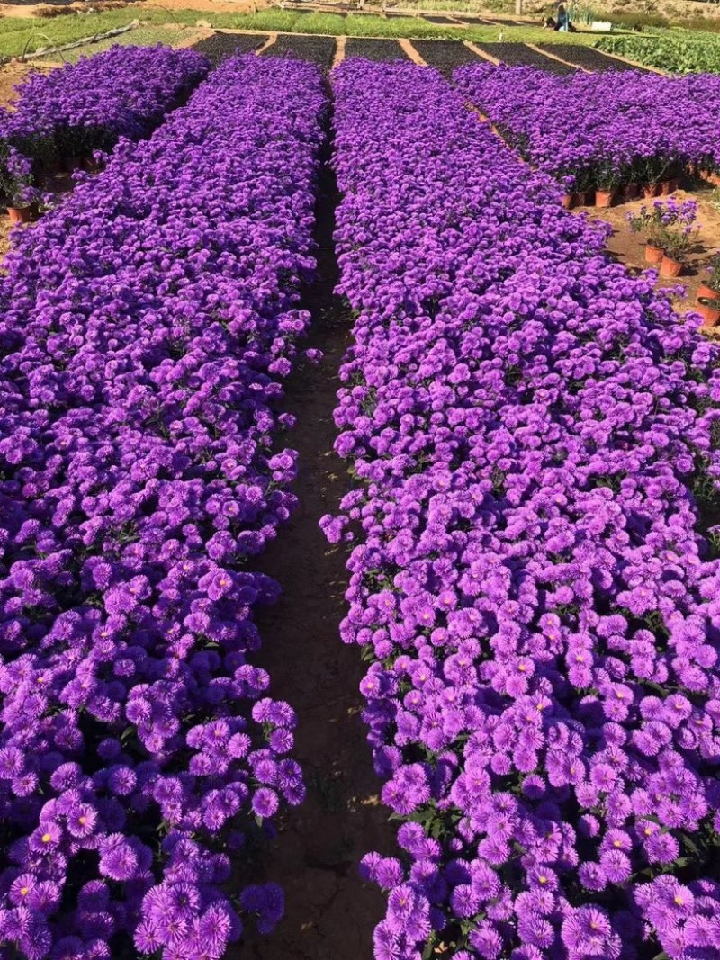 丹麦翠菊