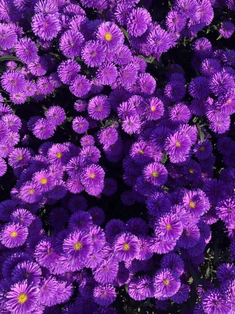 丹麦翠菊