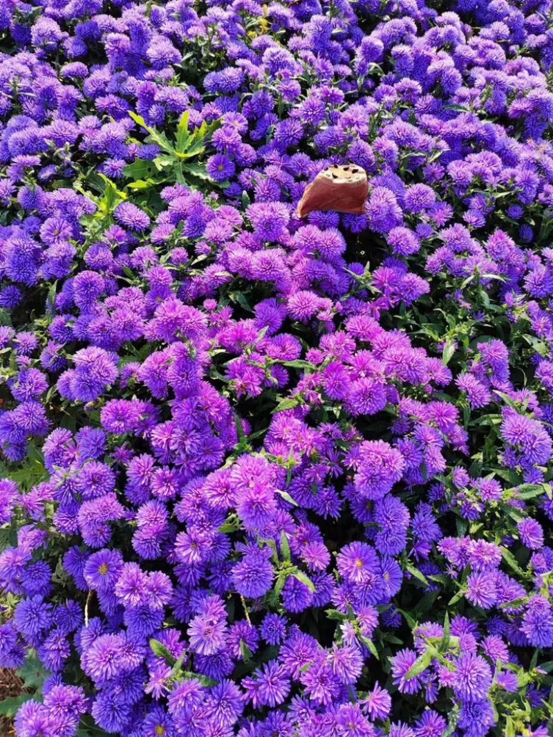 丹麦翠菊