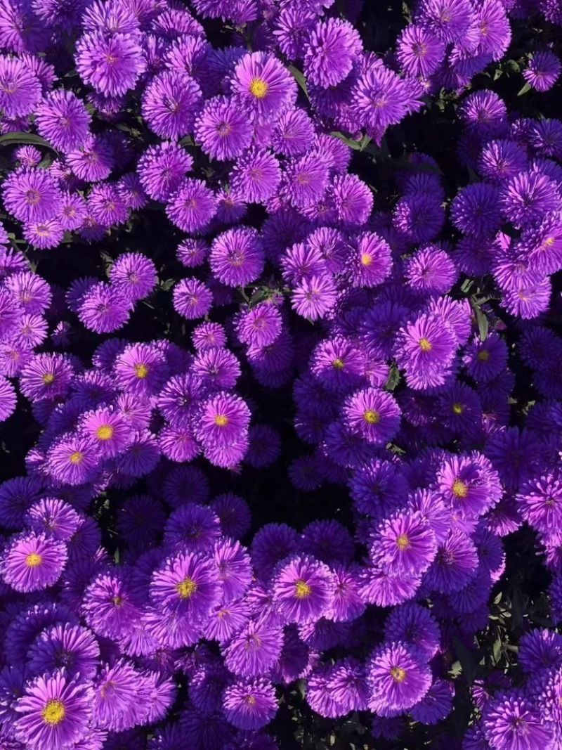 丹麦翠菊
