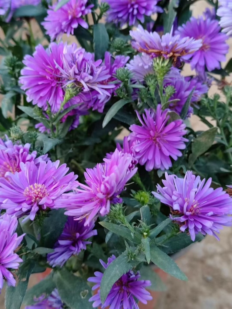 丹麦翠菊