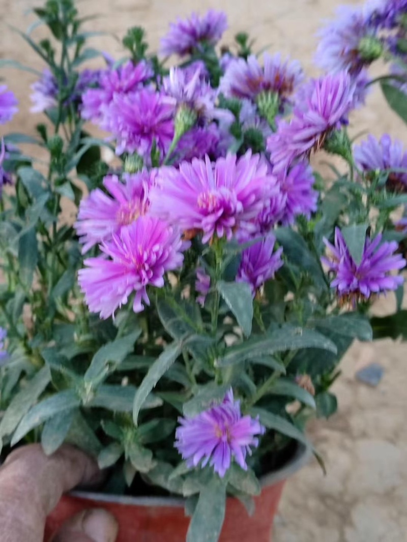 丹麦翠菊