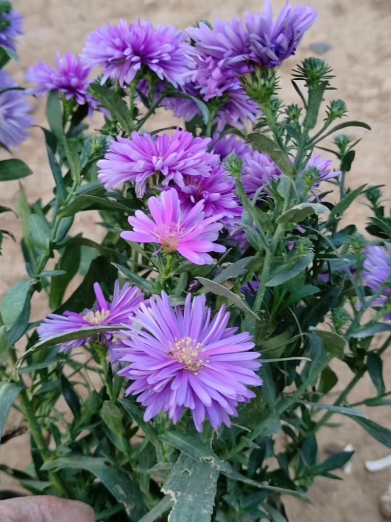 丹麦翠菊