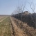 柿子树