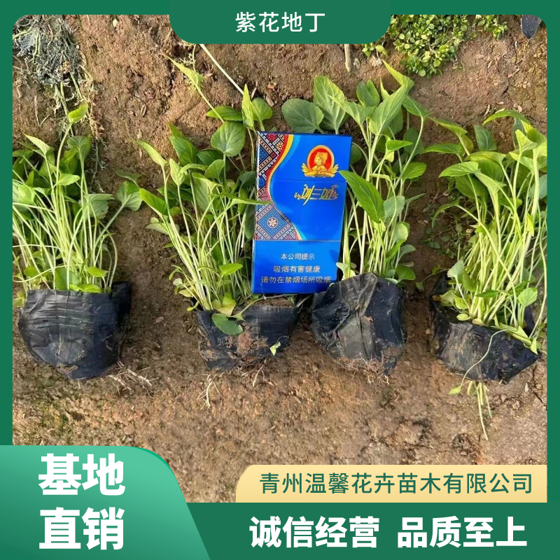 紫花地丁