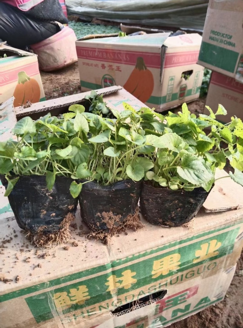 紫花地丁